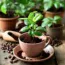 Plants That Hate Coffee Grounds: A Gardener’s Guide to What