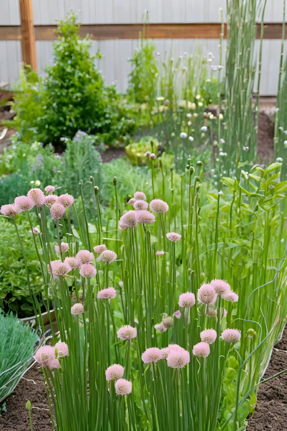 Fruit Trees + Chives