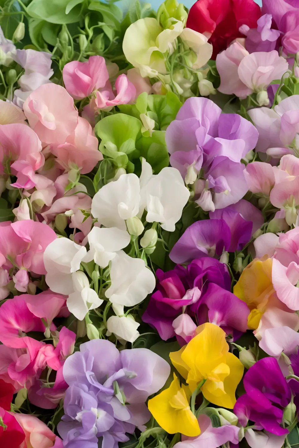 Top Fragrant Sweet Pea3