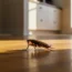 Wood Roach Guide: Identify & Manage Outdoor Roaches