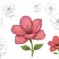 How to Draw a Flower: Complete Step-by-Step Guide