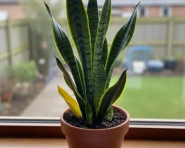 9 Reasons Why Your Snake Plant Isn’t Making Pups