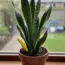 9 Reasons Why Your Snake Plant Isn’t Making Pups