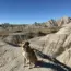 Can I Bring My Dog to Badlands National Park?