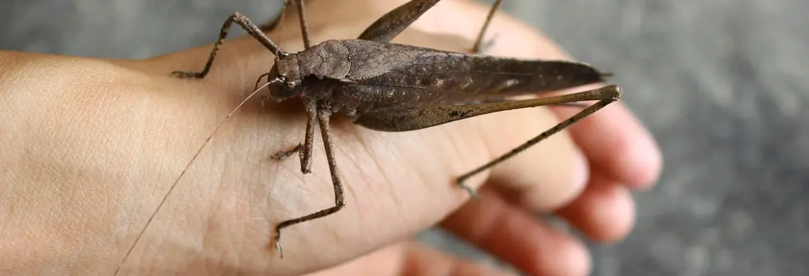 Exclusive! Pixar’s Most Beloved Pets Just Became The Cutest Loungefly Bags Ever