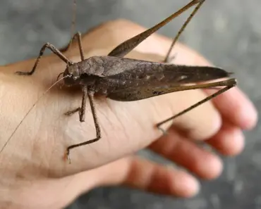 Exclusive! Pixar’s Most Beloved Pets Just Became The Cutest Loungefly Bags Ever