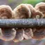 11 Celebrities Who Have Never Attended the Met Gala