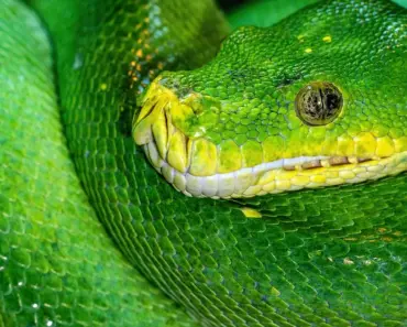 Green Tea Shot – A Beautiful Mess Green Tea Shot – A Beautiful Mess