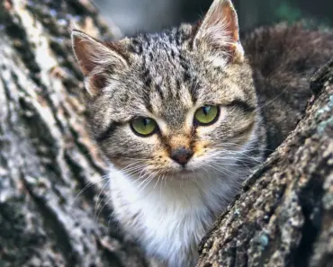 Hailey Bieber Wore Cropped Flares With a French-Girl Shoe: 9 Chic Ways to Steal Her Style