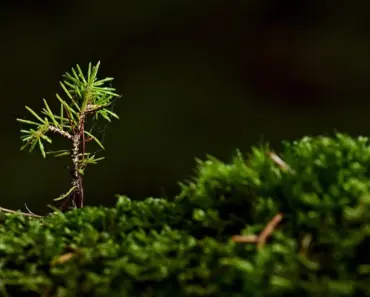 How to Grow Sesame Seeds