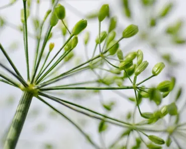 Spacing Secrets for Healthiest Cucumber Plants