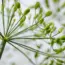 Spacing Secrets for Healthiest Cucumber Plants