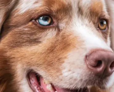 7 Barkitecture Design Ideas for a Smart Pet Garden