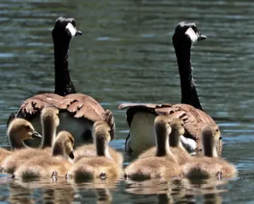 10 Family-Friendly Ferry Trips Worth Planning Summer Vacation Around