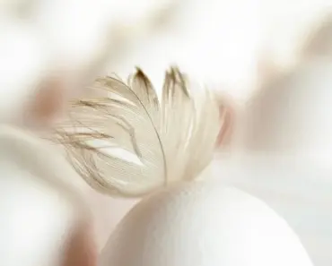 How To Use Eggshells On Tomato Plants: The Secret To Bigger Yields & Preventing Disease