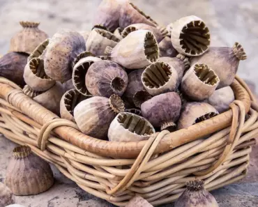 Poppyseed Climbing Set Review