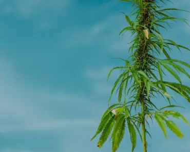 Rob Rausch Joins Cosmo’s Blind Date Series