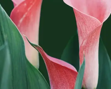 9 Creative & Budget-Friendly Mother’s Day Ideas