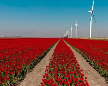 5 Unbeatable Summer Bulbs That Thrive in Neglect and Deliver Show-Stopping Results