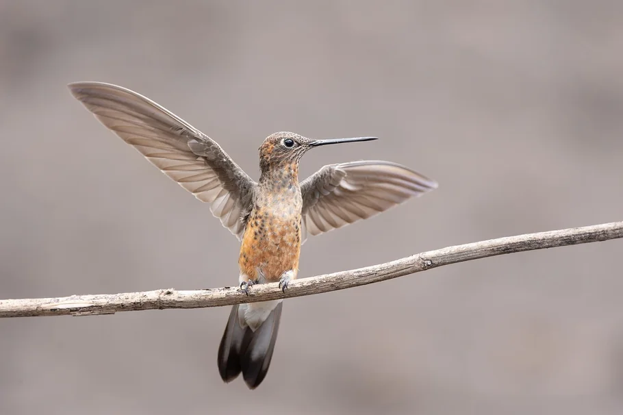 How To Make a DIY Hummingbird Swing Azuloz Highlight