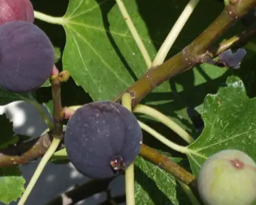 3 Essential Fig Tree Care Tasks for April Success