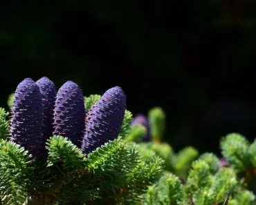 “13 Jaw-Dropping Coachella Weekend 2 Performances That Surpassed Expectations”