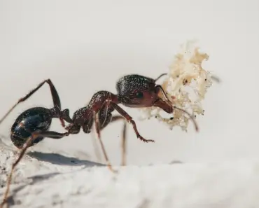 Plants That Repel Ants and Keep Your Patio Ant-Free This Summer