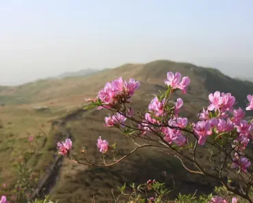 6 April Tasks for Healthy Jade Plants