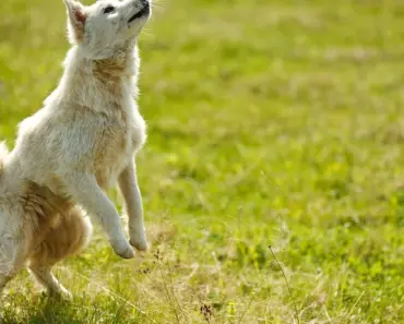 5 Tricks to Use When Hanging Drapes and Curtains