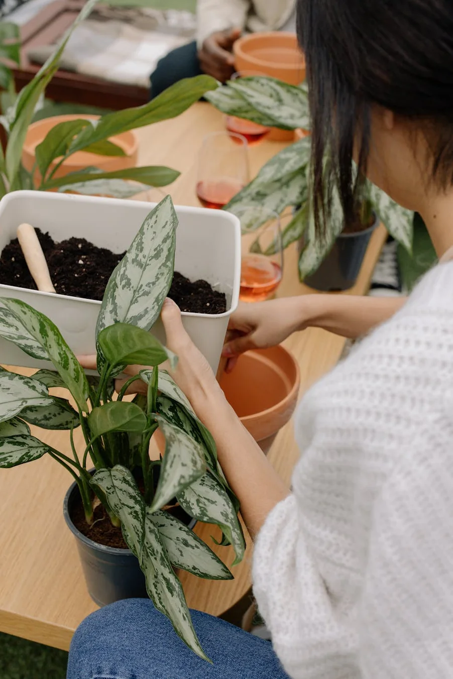 Think Twice Before Planting bamboo-It Can Attract Mosquitoes And Take Over Azuloz Highlight