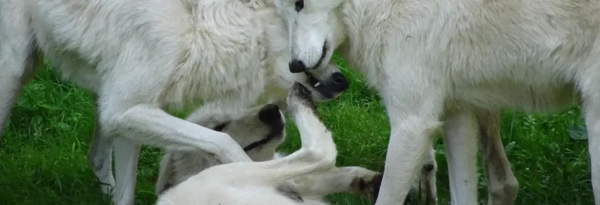 Everything We Learned from Ciara Miller’s Interview About West and Amanda