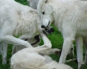 Everything We Learned from Ciara Miller’s Interview About West and Amanda