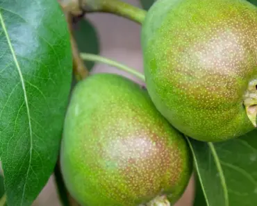 How to Grow Wheatgrass