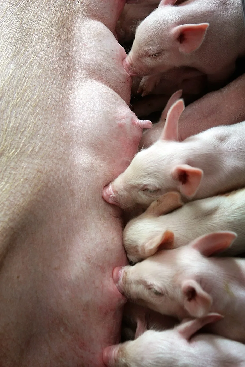 Your Empty Wine Bottles Are a Genius Garden Watering Hack Azuloz Insight