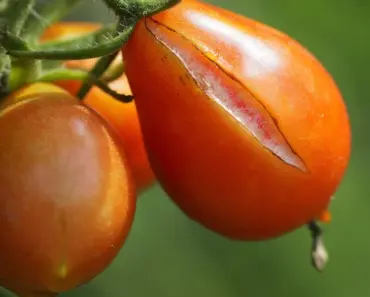 7 Reasons Why Hardy Geranium is the Ultimate Low-Maintenance Perennial to Plant This April