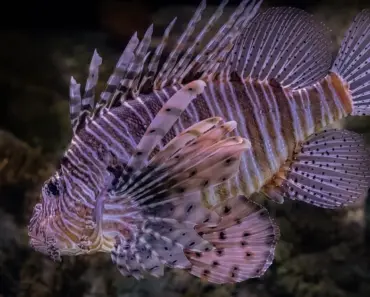 11 Invasive Plants You Should Never Buy At The Garden Center