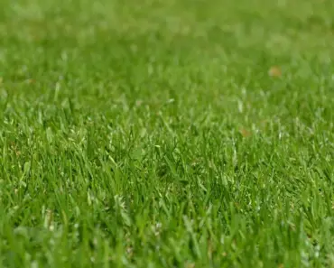 7 Essential English Edge Garden Border Ideas to Elevate Your Outdoor Space