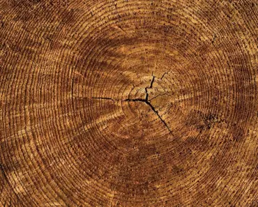 Annuals, Perennials, Shrubs, Trees & More: Our Complete Guide To Growing Flowers