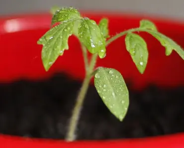 5 Surprising Luxuries That Will Transform Your Tomatoes into the Best