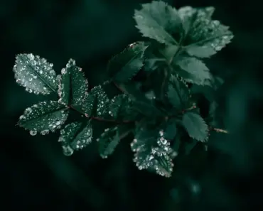 “7 Dark Nights: Meet the Vampire Pop Opera Born from a Mom’s Midnight Craving”