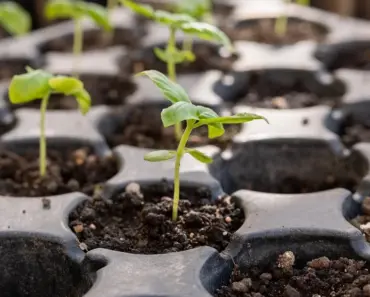 Splurging on These 7 Game-Changing Things Gives You the Best Tomatoes Ever