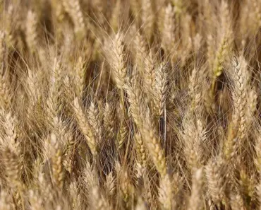 Grow These 12 Flowers and Plants For Hummingbirds