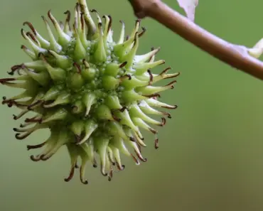11 Essential April Tasks for Fruit Trees to Ensure a Bountiful Harvest