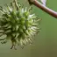11 Essential April Tasks for Fruit Trees to Ensure a Bountiful Harvest