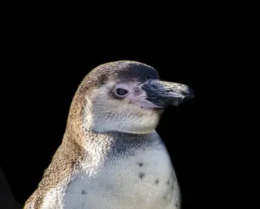 Fun Cinco De Mayo Activities For Kids And Adults