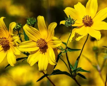 7 Perennials That Naturally Control Weeds