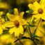 7 Perennials That Naturally Control Weeds