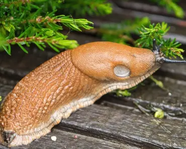 13 Weirdly Effective Slug Banishing Tricks You Never Knew Existed