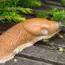 13 Weirdly Effective Slug Banishing Tricks You Never Knew Existed