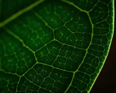 11 Earthy Elegance Gifts for the Thoughtful Eco-Conscious Mom